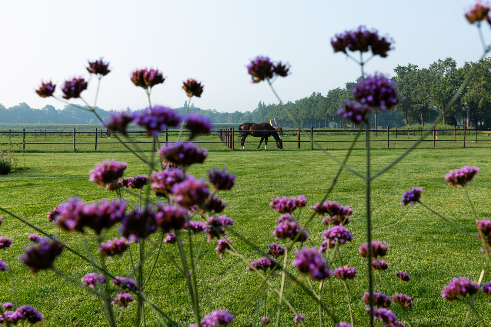 Moderne tuin Diessen