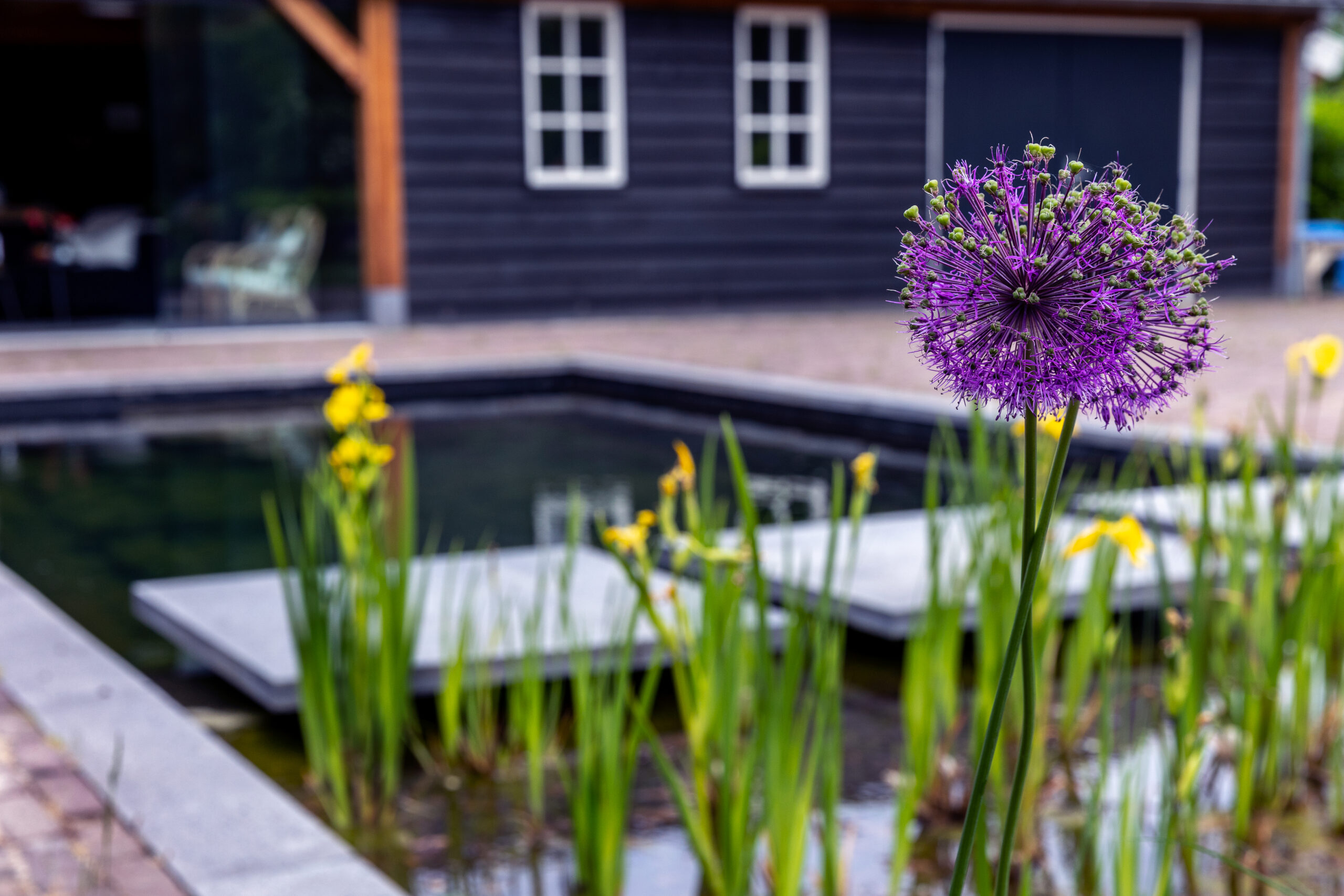 Zwemvijver tuin in Helmond